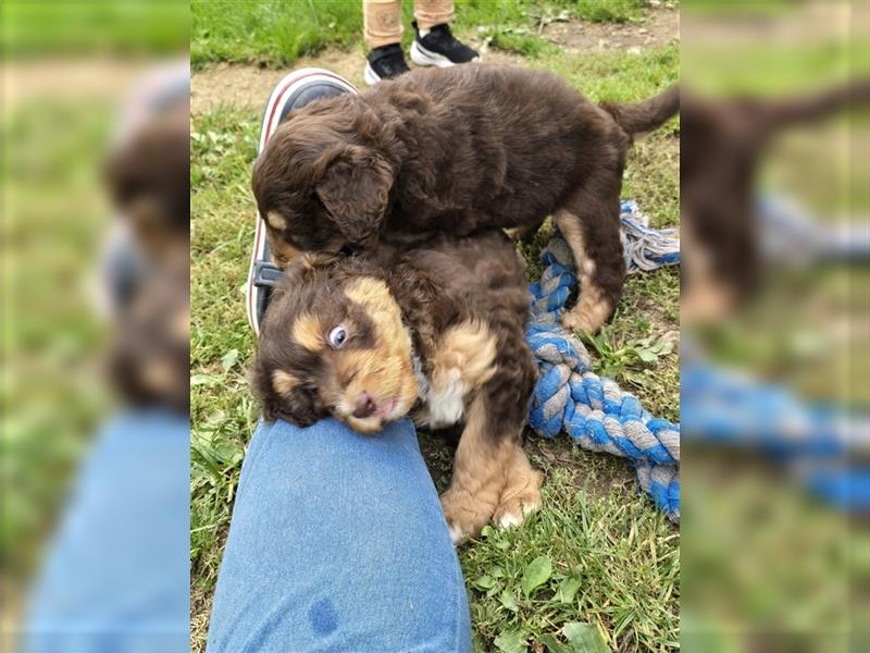 Aussiedoodle F1 Welpen