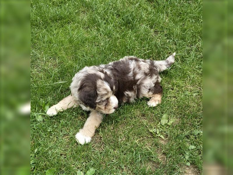 Aussiedoodle F1 Welpen