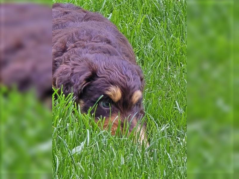 Aussiedoodle F1 Welpen