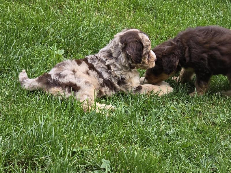 Aussiedoodle F1 Welpen