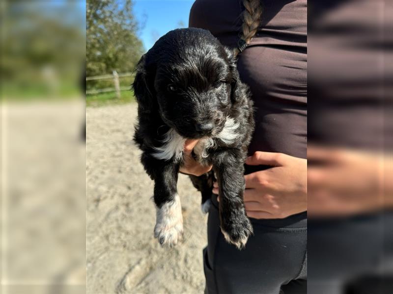 Außergewöhnliche, hübsche Aussiedoodle Welpen