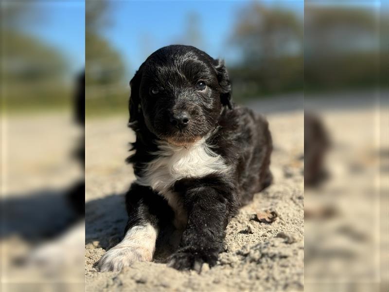 Außergewöhnliche, hübsche Aussiedoodle Welpen