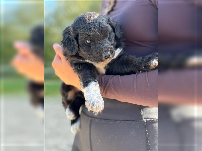 Außergewöhnliche, hübsche Aussiedoodle Welpen