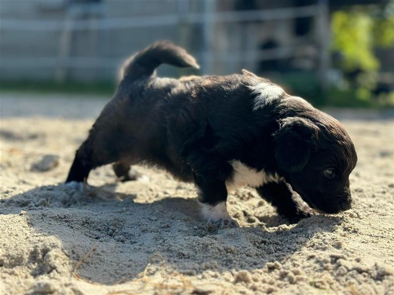 Außergewöhnliche, hübsche Aussiedoodle Welpen