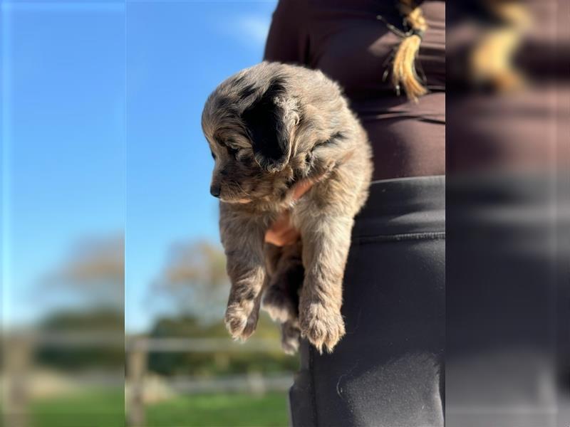 Außergewöhnliche, hübsche Aussiedoodle Welpen