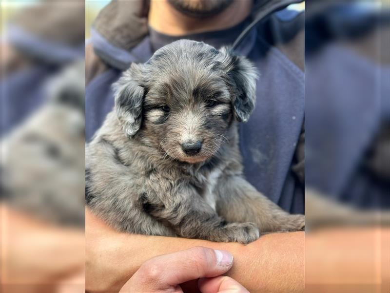 Außergewöhnliche, hübsche Aussiedoodle Welpen