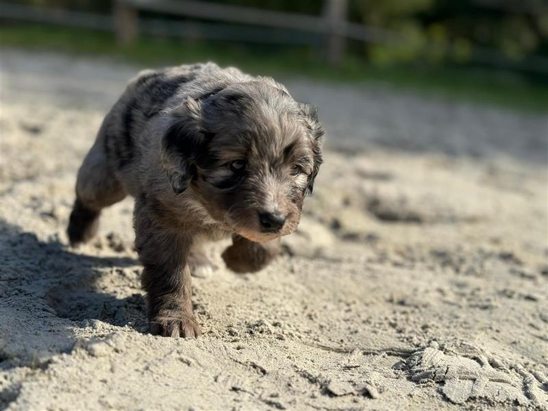 Außergewöhnliche, hübsche Aussiedoodle Welpen