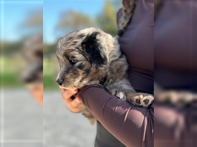 Außergewöhnliche, hübsche Aussiedoodle Welpen