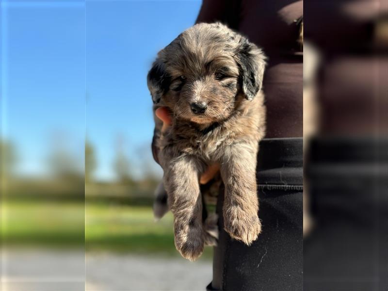 Außergewöhnliche, hübsche Aussiedoodle Welpen