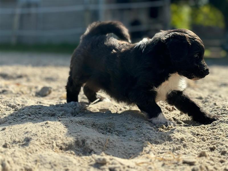 Außergewöhnliche, hübsche Aussiedoodle Welpen