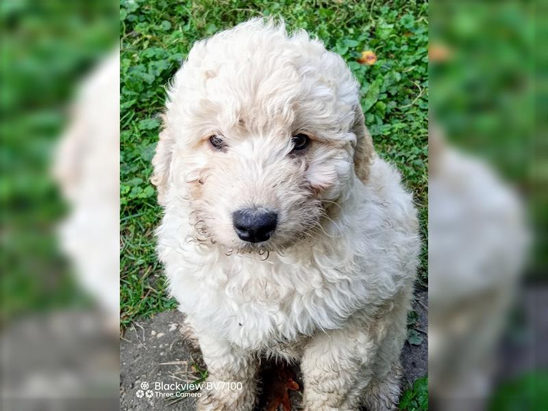 Aussiedoodle x Aussiedoodle