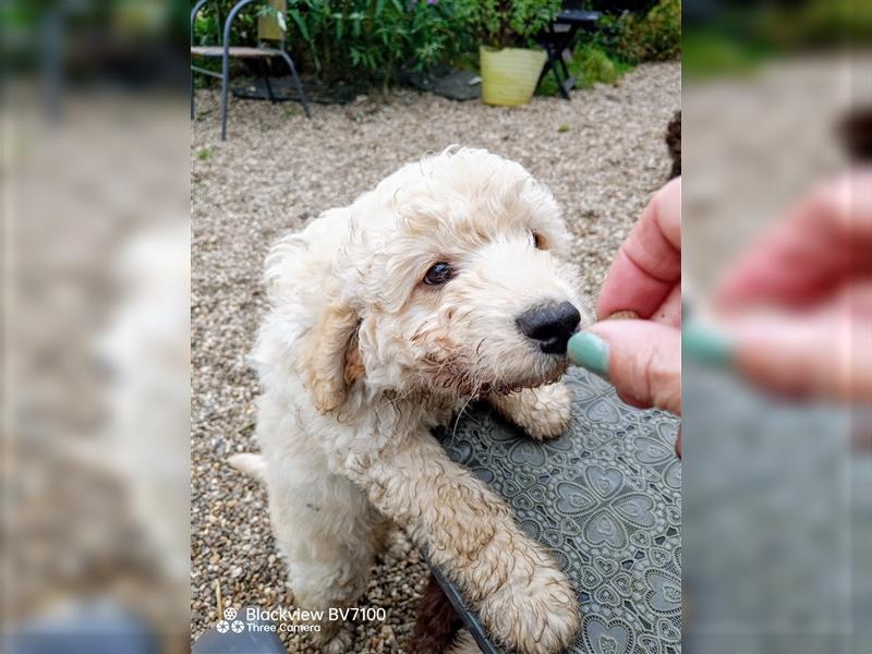 Aussiedoodle x Aussiedoodle