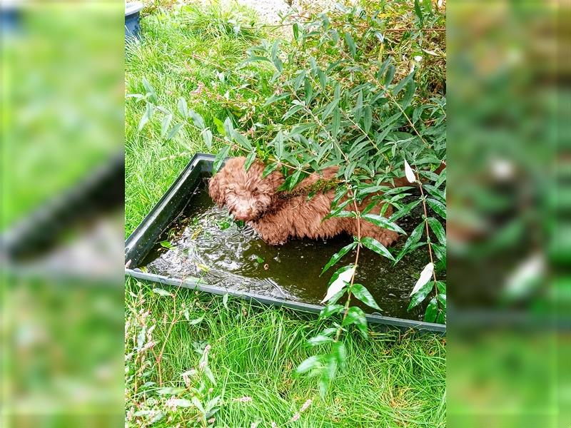 Aussiedoodle Mini Welpen