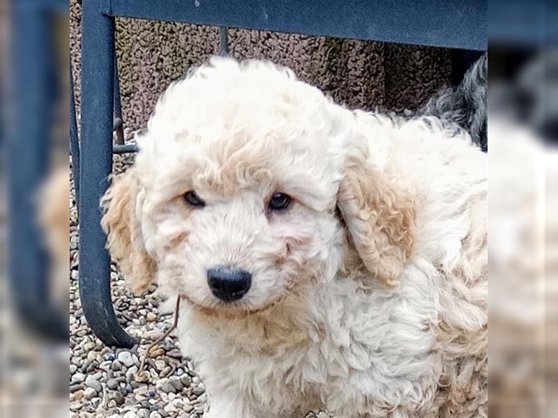 Aussiedoodle Mini Welpen