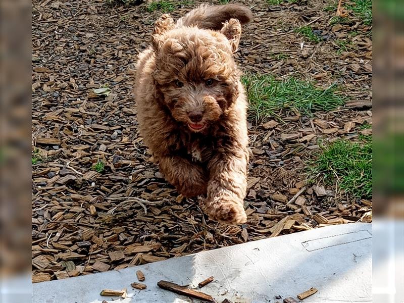 Aussiedoodle Mini Welpen