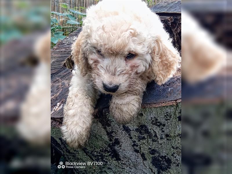 Aussiedoodle Mini Welpen