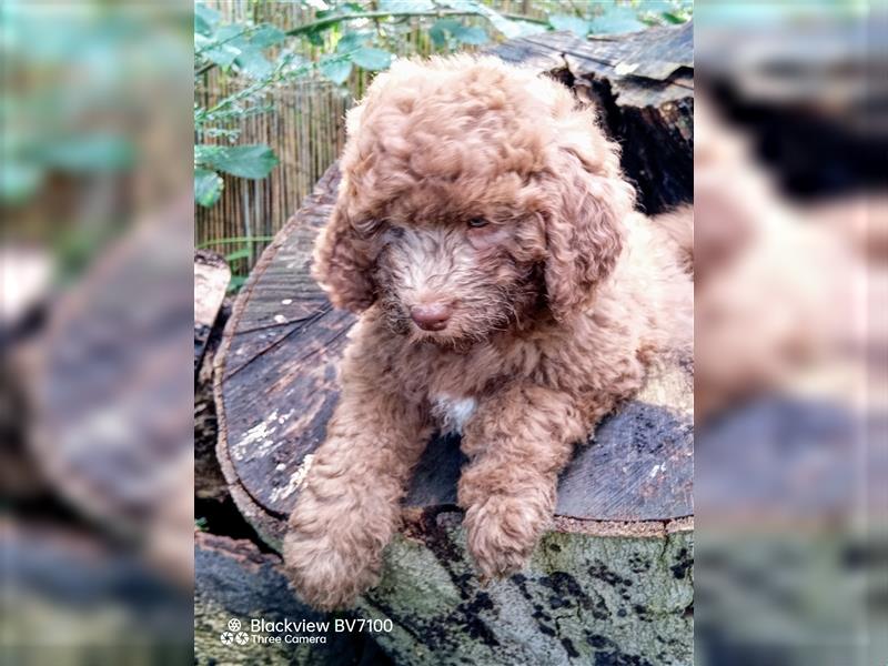 Aussiedoodle Mini Welpen