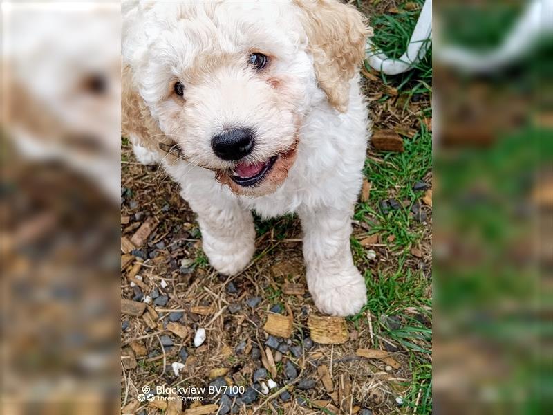 Aussiedoodle Mini Welpen