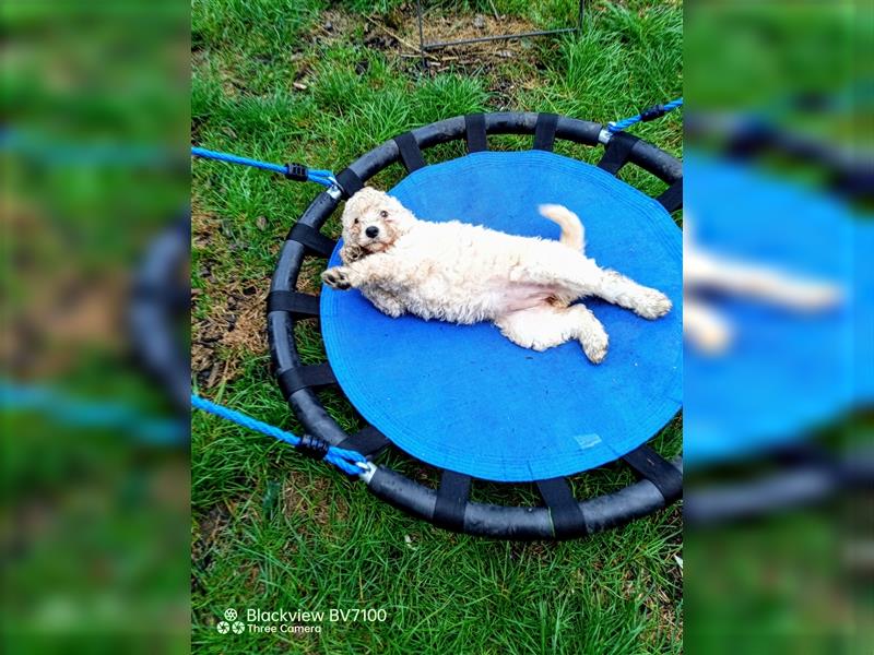 Aussiedoodle Mini Welpen