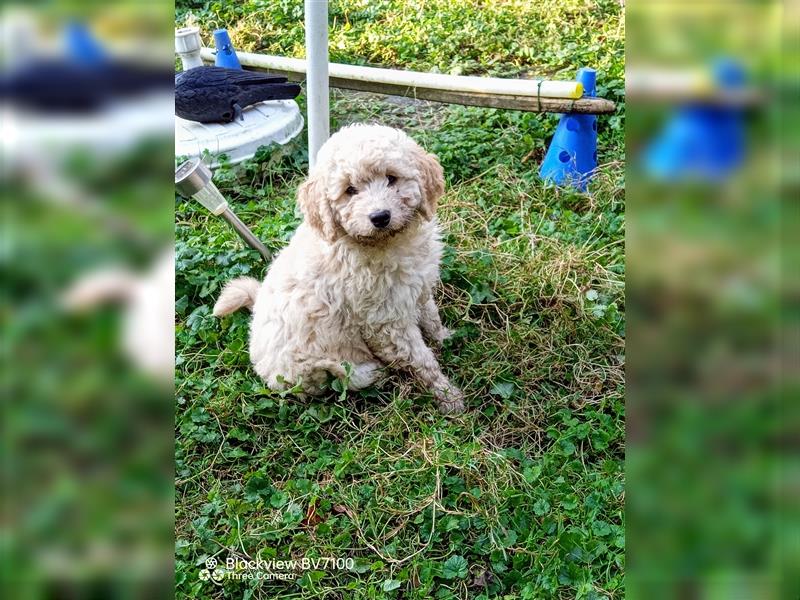 Aussiedoodle Mini Welpen