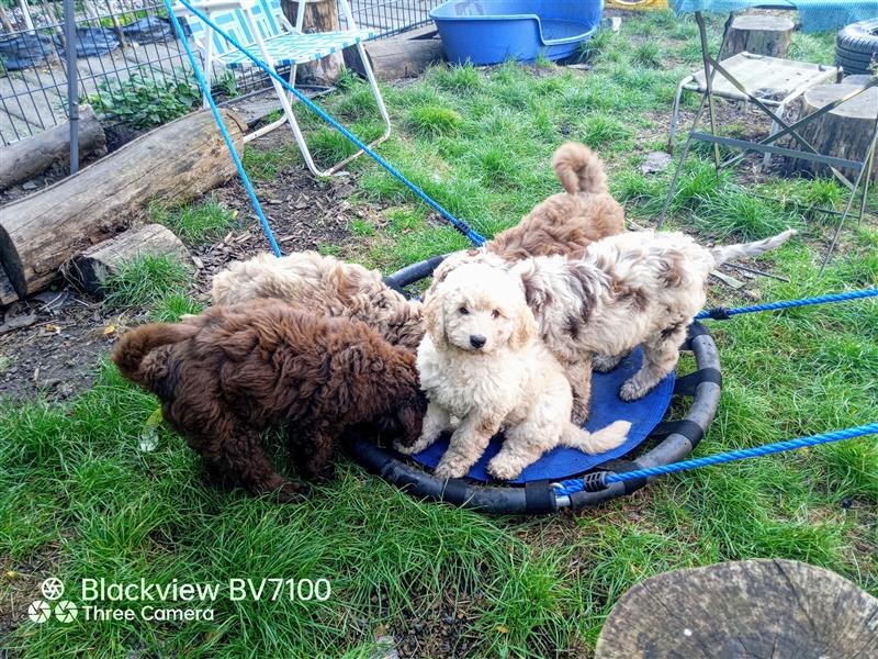 Aussiedoodle Mini Welpen