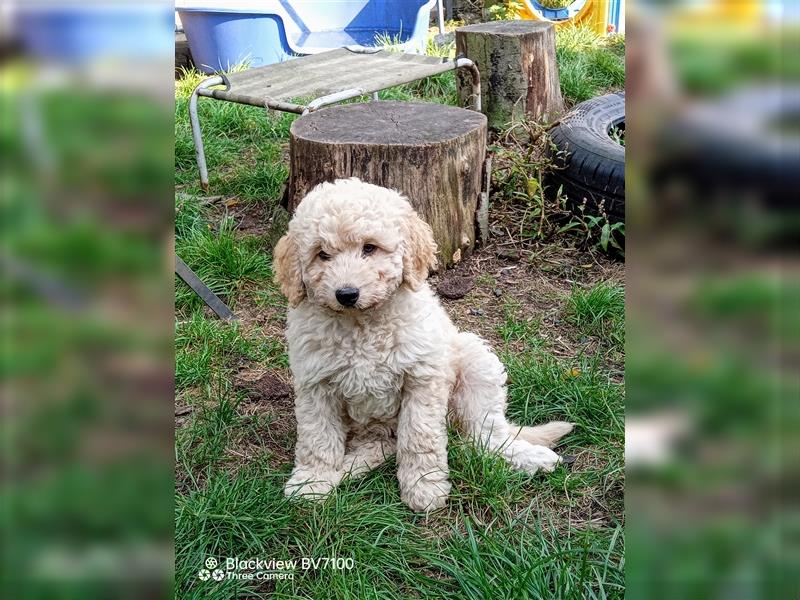 Aussiedoodle Mini Welpen