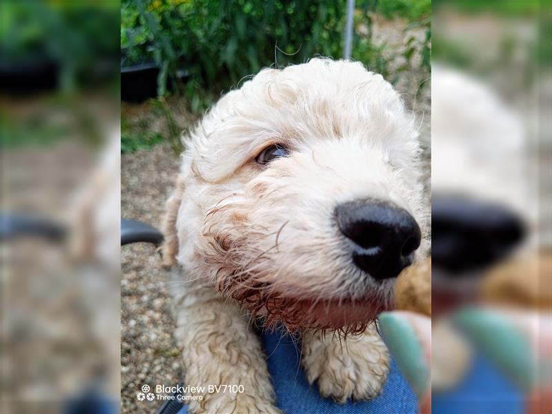 Aussiedoodle Mini Welpen