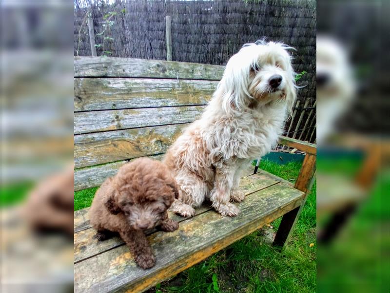 Aussiedoodle Mini Welpen