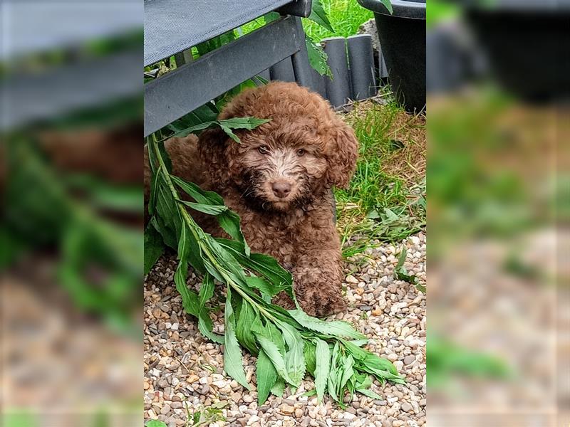 Aussiedoodle Mini Welpen