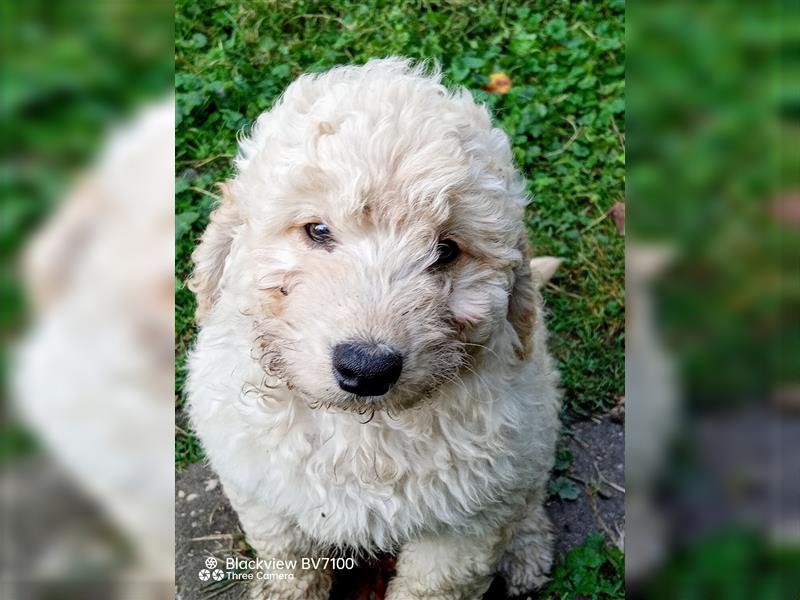 Aussiedoodle Mini Welpen