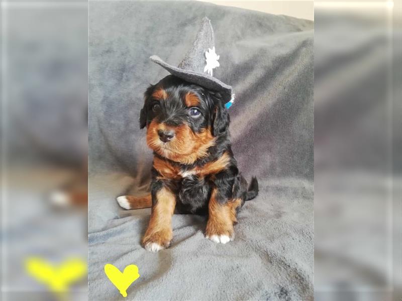 Mini Aussiedoodle mit Papieren (Mini Australian Shepherd x Kleinpudel)