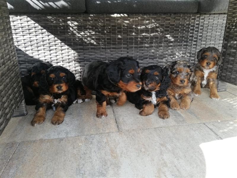 Mini Aussiedoodle mit Papieren (Mini Australian Shepherd x Kleinpudel)