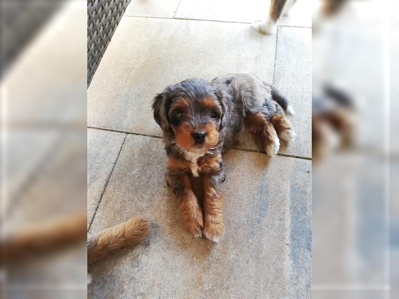 Mini Aussiedoodle mit Papieren (Mini Australian Shepherd x Kleinpudel)