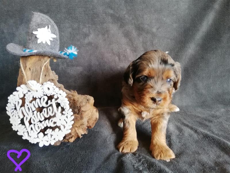 Mini Aussiedoodle mit Papieren (Mini Australian Shepherd x Kleinpudel)