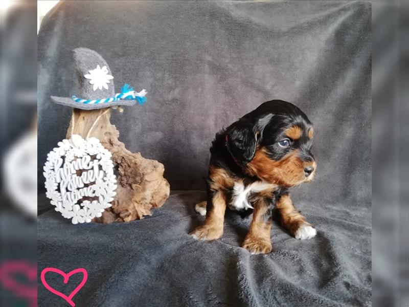 Mini Aussiedoodle mit Papieren (Mini Australian Shepherd x Kleinpudel)