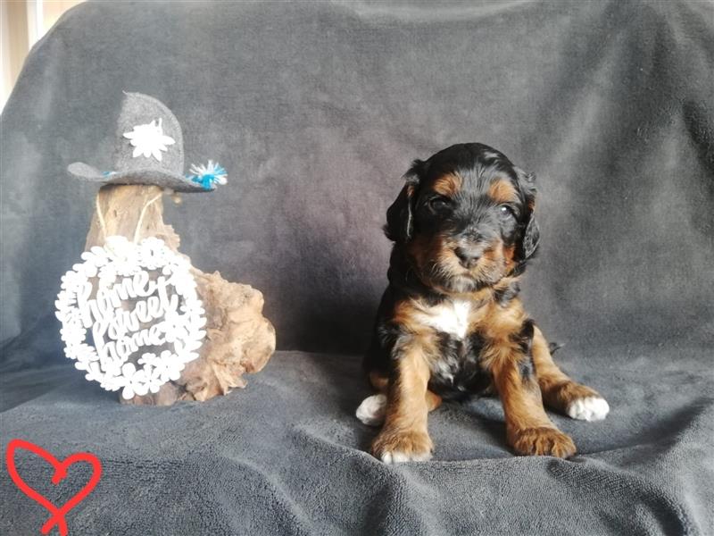 Mini Aussiedoodle mit Papieren (Mini Australian Shepherd x Kleinpudel)