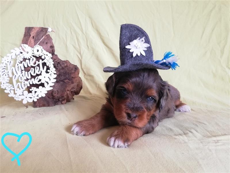 Mini Aussiedoodle mit Papieren (Mini Australian Shepherd x Kleinpudel)