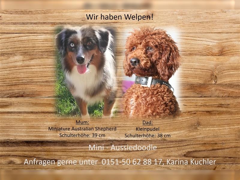 Mini Aussiedoodle mit Papieren (Mini Australian Shepherd x Kleinpudel)