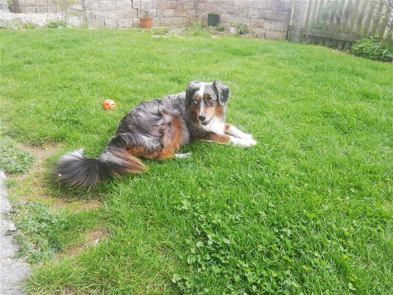 Mini Aussiedoodle mit Papieren (Mini Australian Shepherd x Kleinpudel)