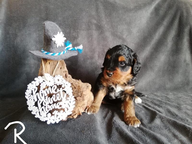 Mini Aussiedoodle mit Papieren (Mini Australian Shepherd x Kleinpudel)