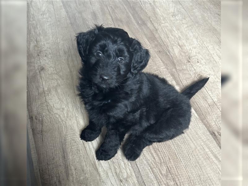 Aussiedoodle