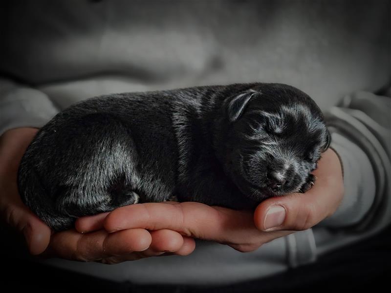 aussiedoodle welpen