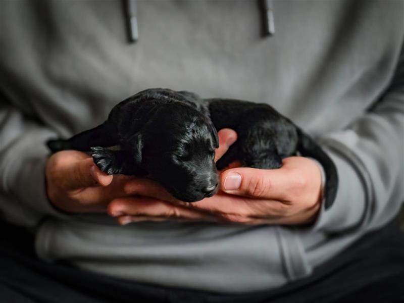 aussiedoodle welpen