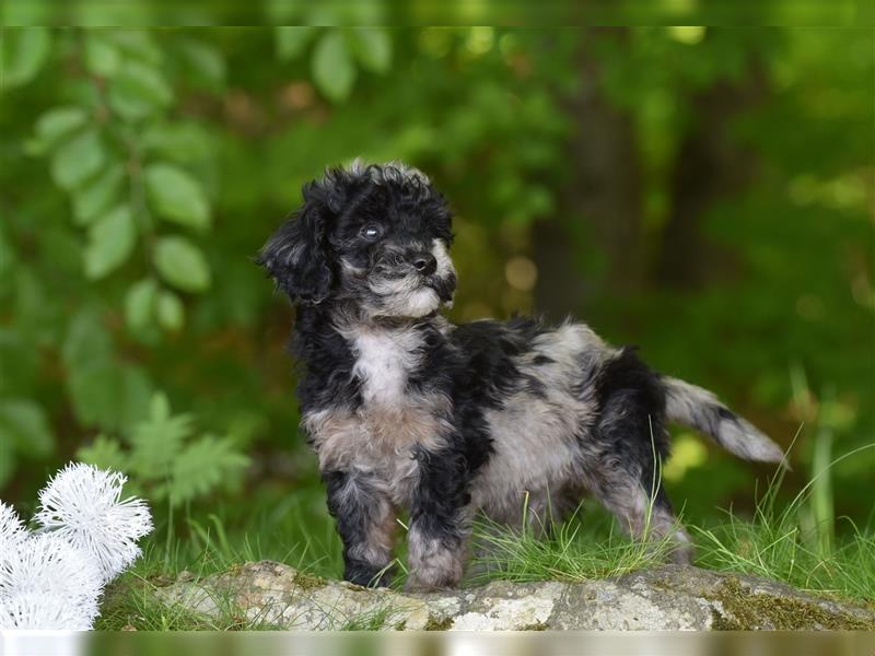 Bezaubernder Mini Aussie Doodle Rüde