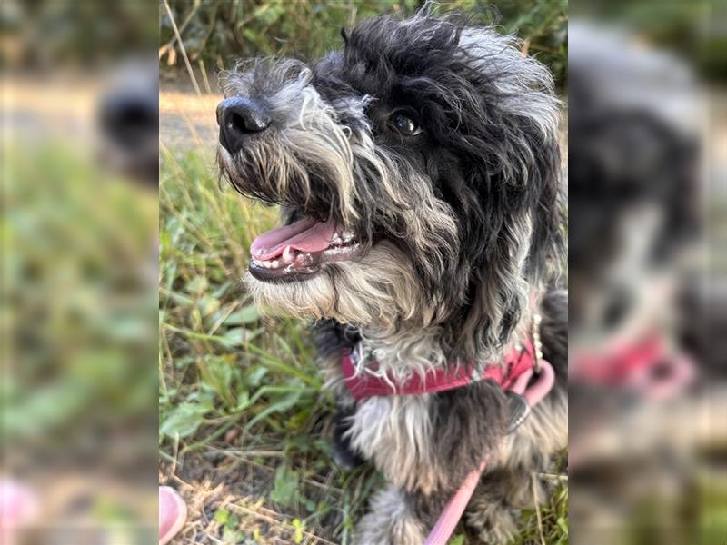 Bezaubernder Mini Aussie Doodle Rüde