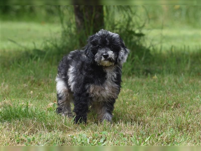 Bezaubernder Mini Aussie Doodle Rüde