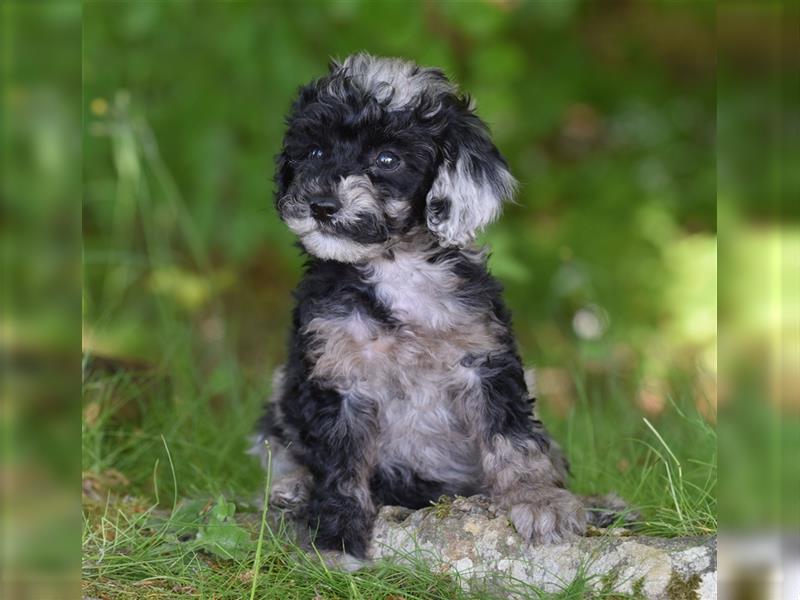 Bezaubernder Mini Aussie Doodle Rüde