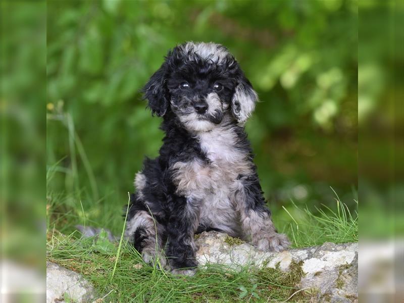 Bezaubernder Mini Aussie Doodle Rüde