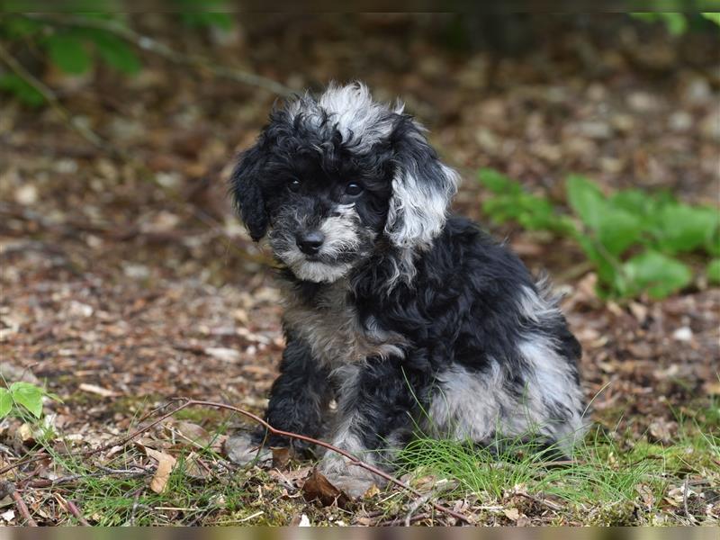 Bezaubernder Mini Aussie Doodle Rüde