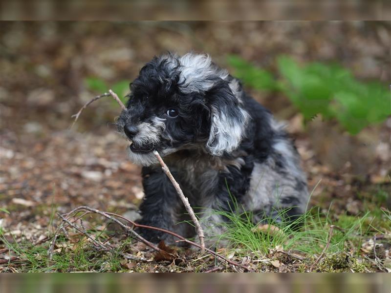 Bezaubernder Mini Aussie Doodle Rüde